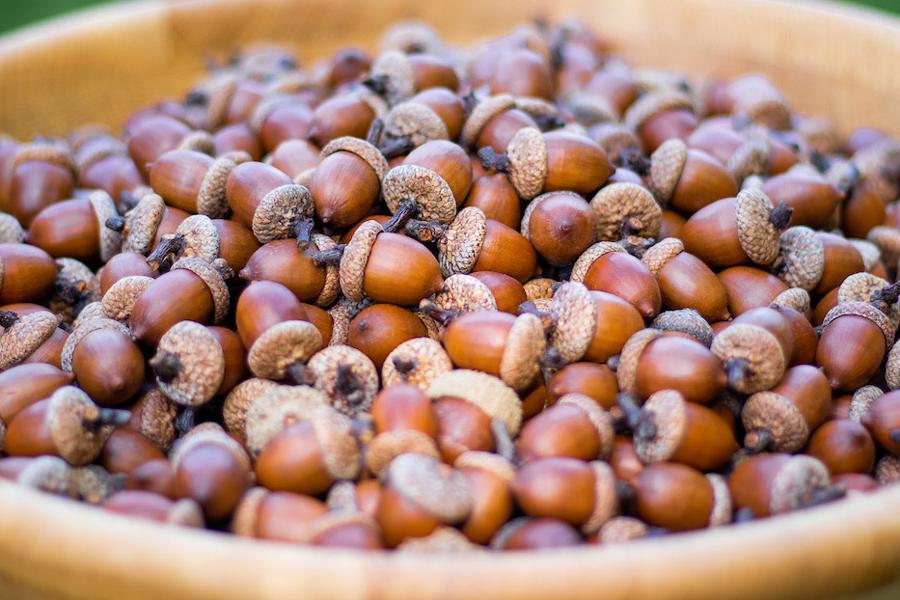 A bowl of acorns.